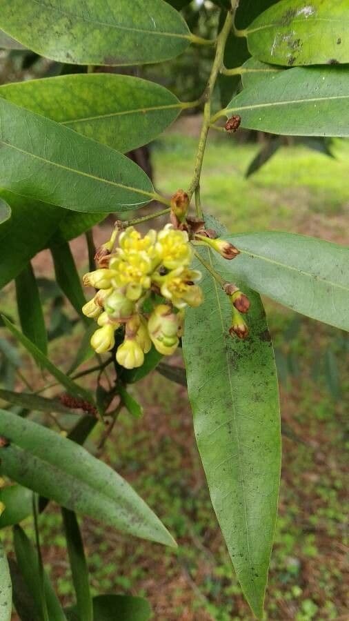 Umbellularia californica