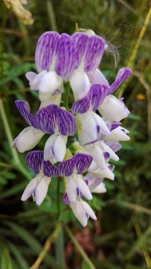 Vicia sylvatica