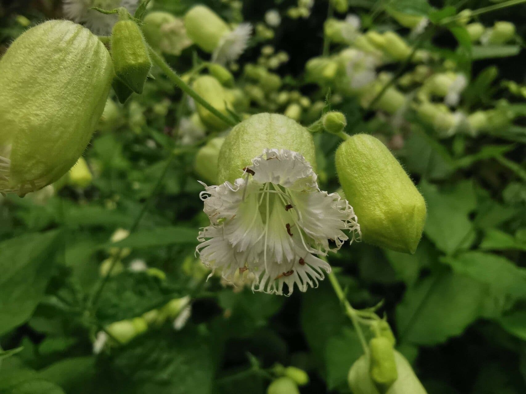 Silene stellata