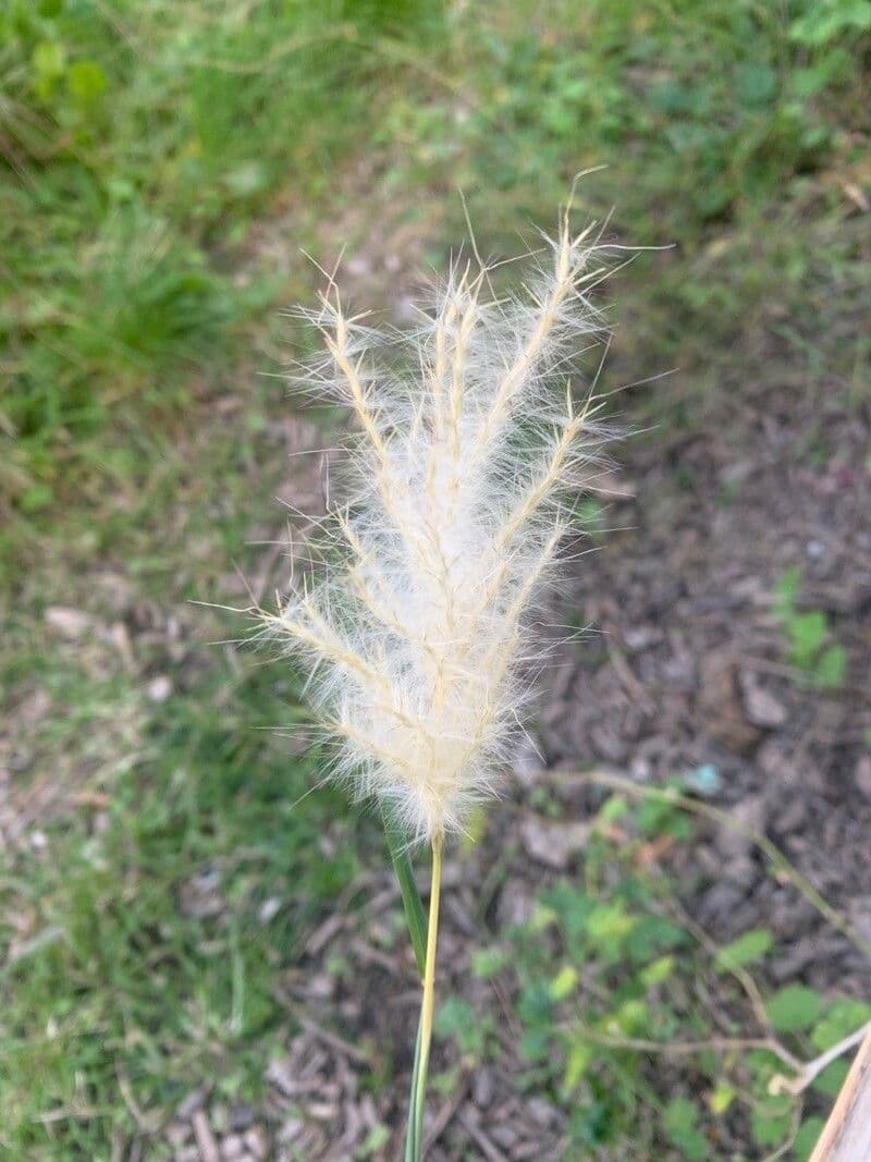 Bothriochloa barbinodis