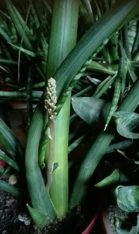 Dracaena angolensis