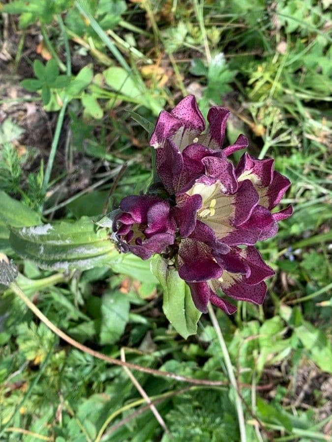 Gentiana purpurea