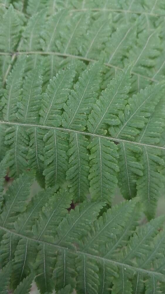 Macrothelypteris torresiana