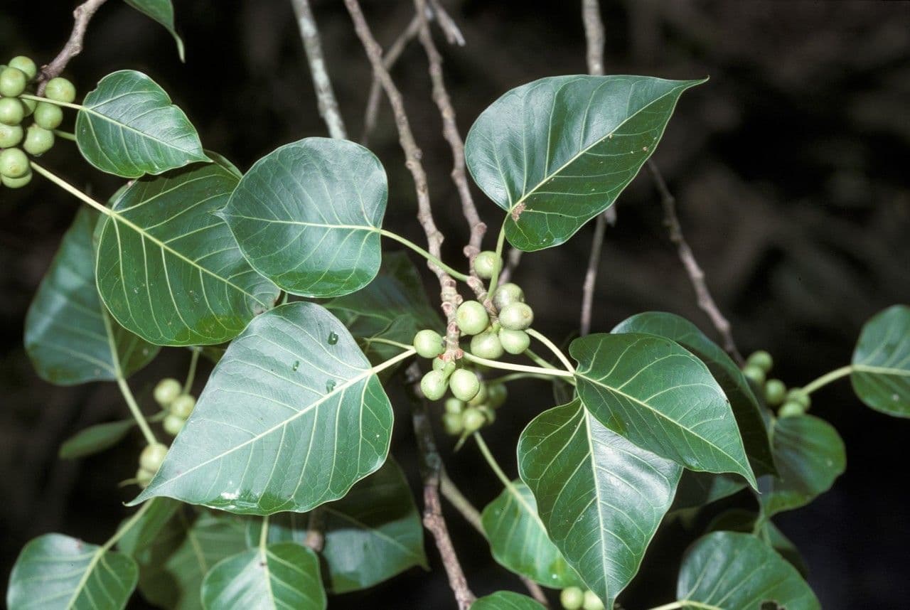 Ficus religiosa