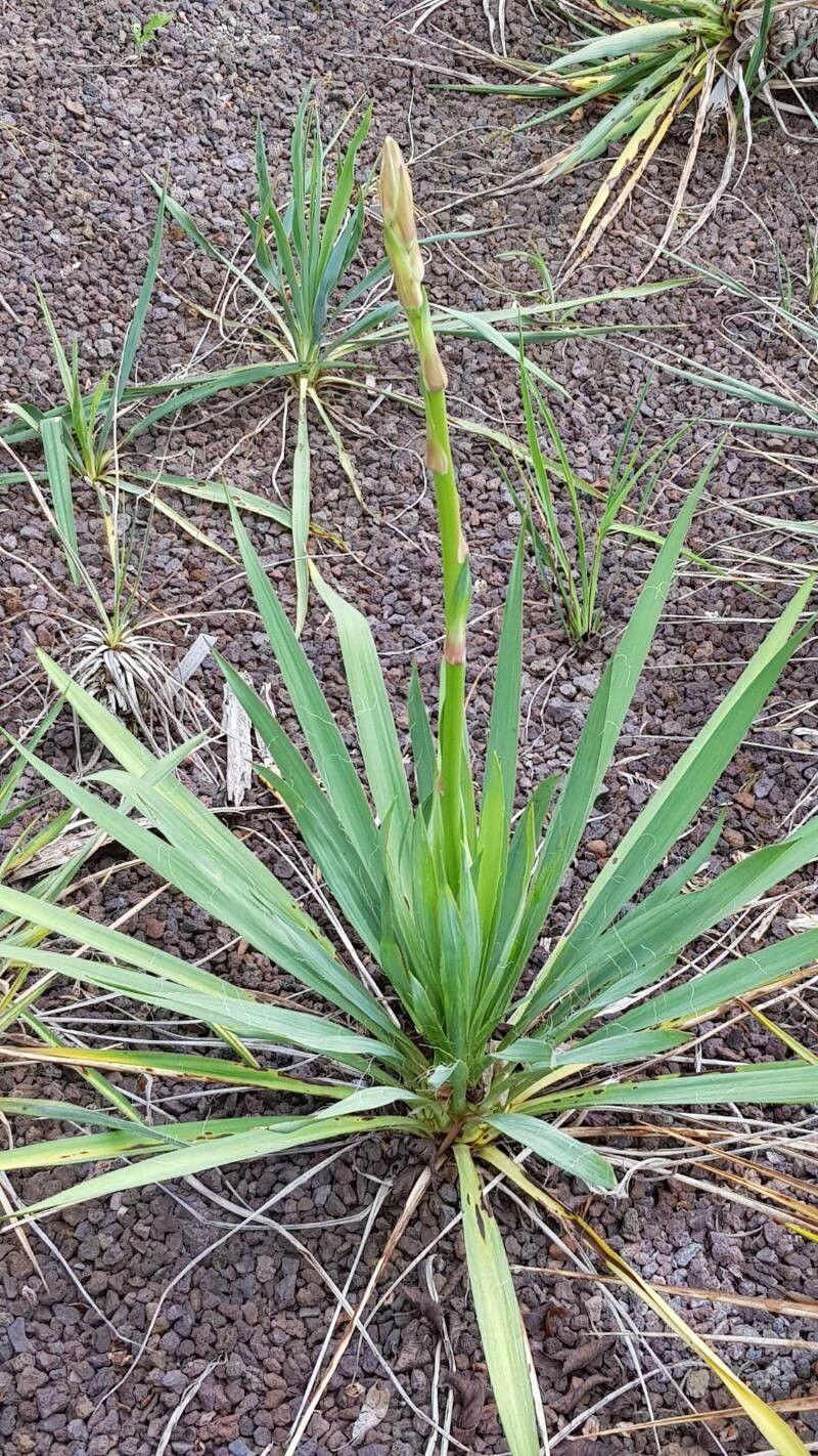 Yucca arkansana