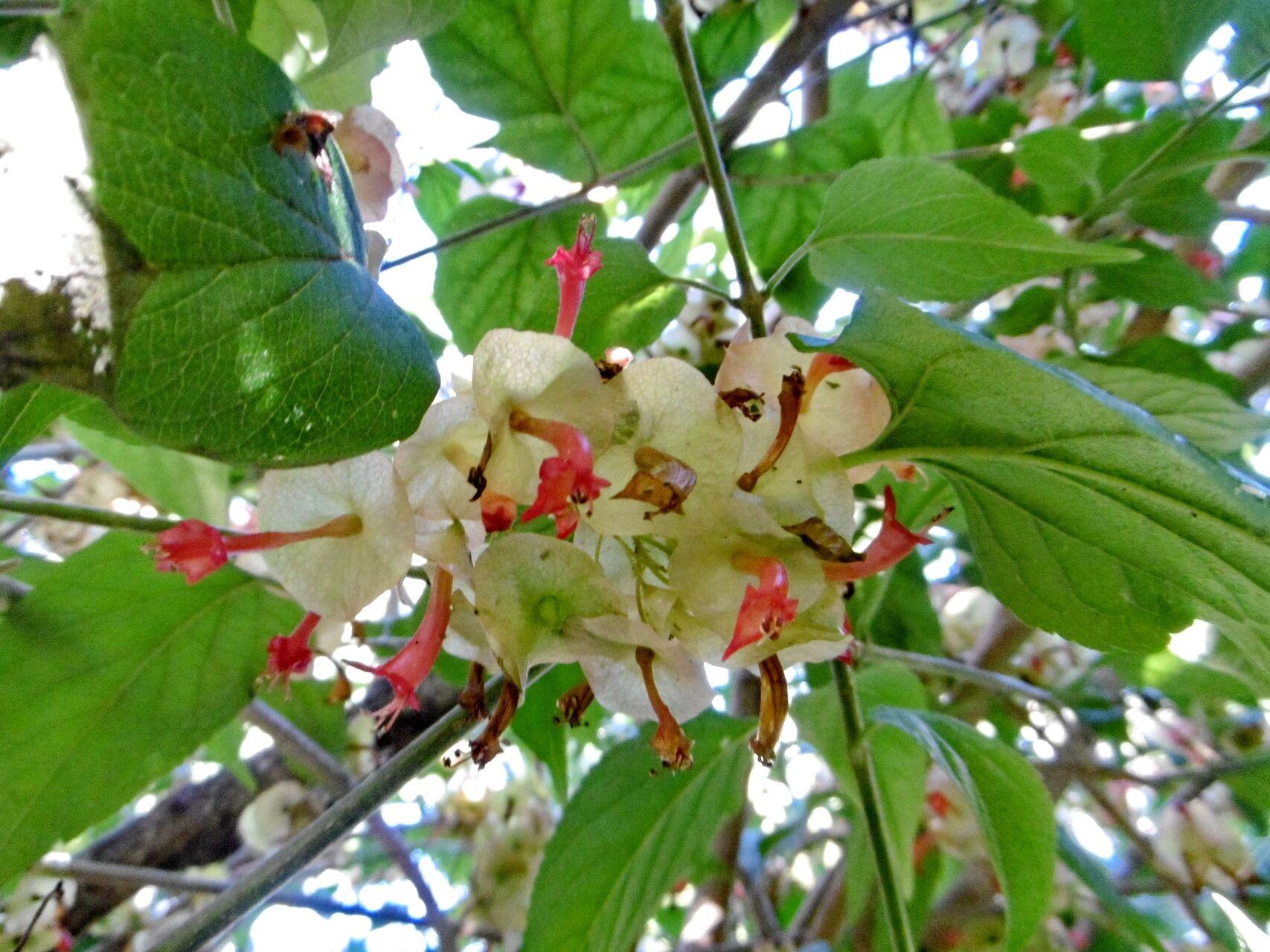 Holmskioldia sanguinea