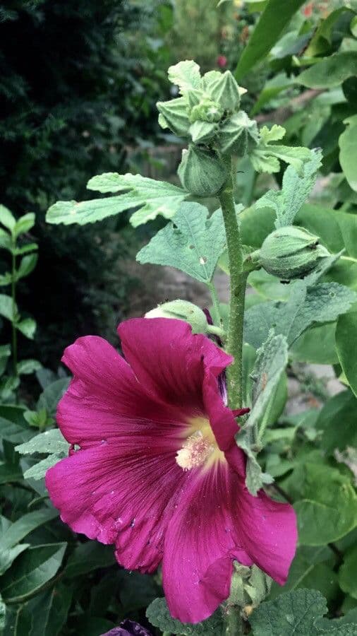 Alcea rosea