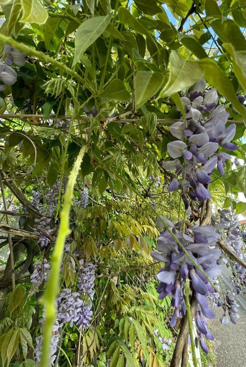 Wisteria floribunda