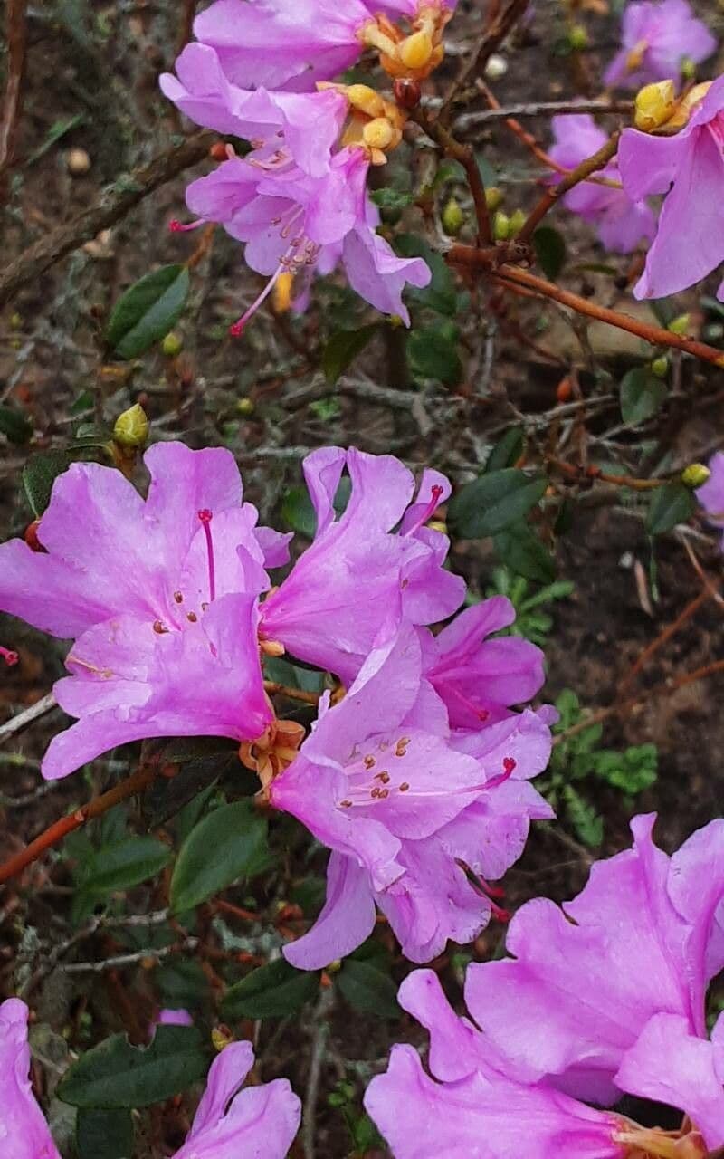 Rhododendron lapponicum
