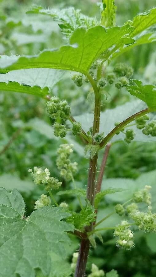 Urtica pilulifera