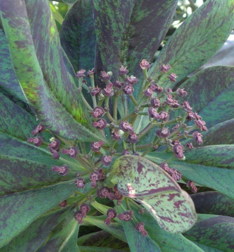 Euphorbia umbellata