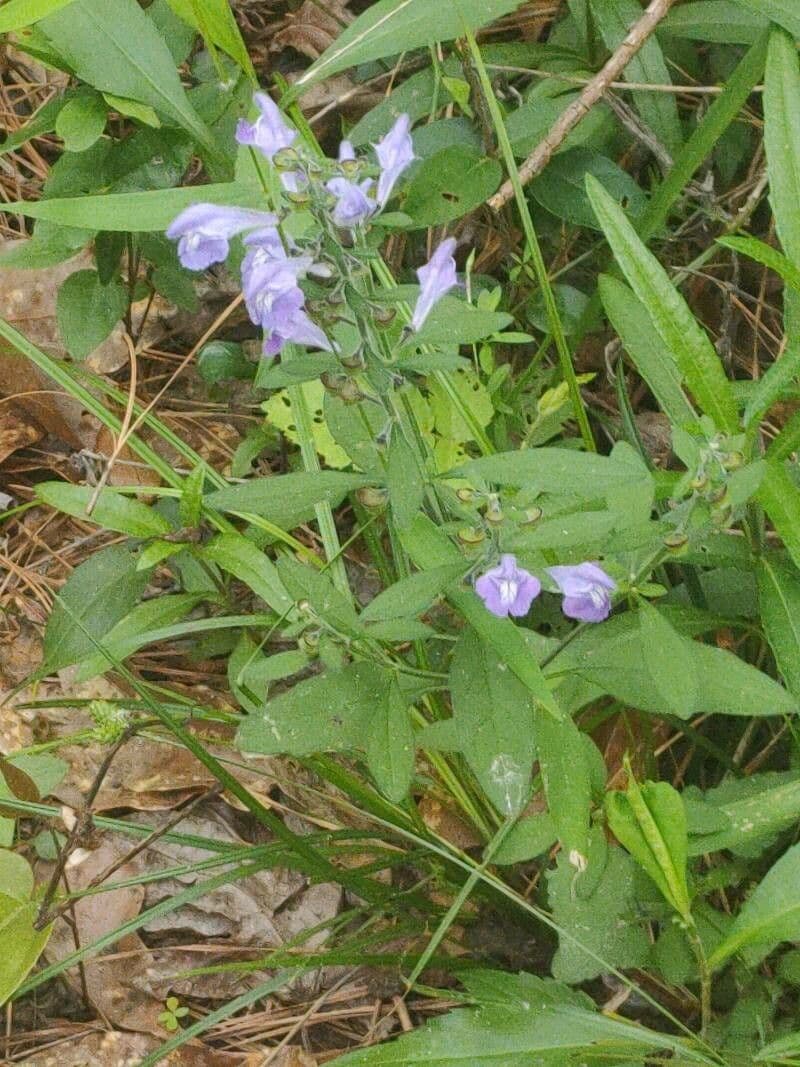 Scutellaria integrifolia