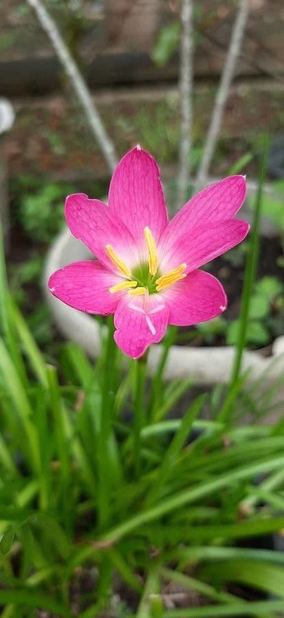 Zephyranthes rosea