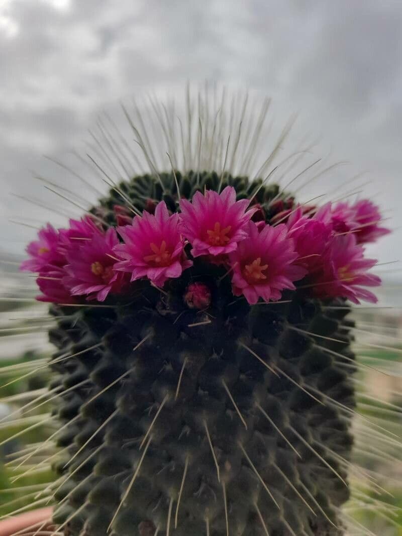 Mammillaria spinosissima