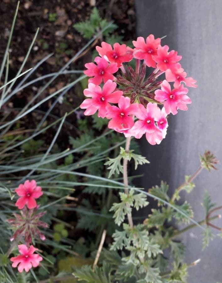 Verbena canadensis