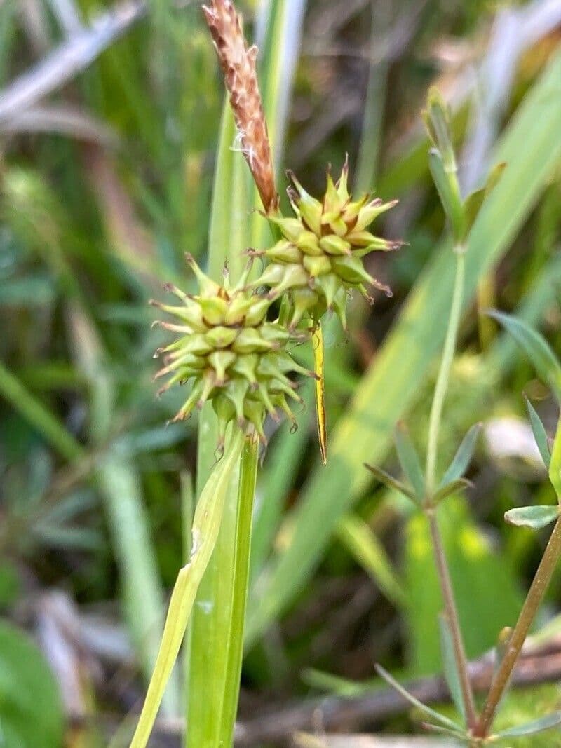 Carex flava