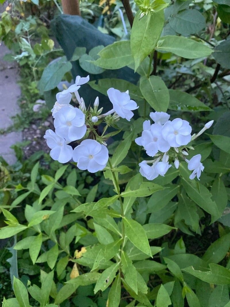 Phlox carolina