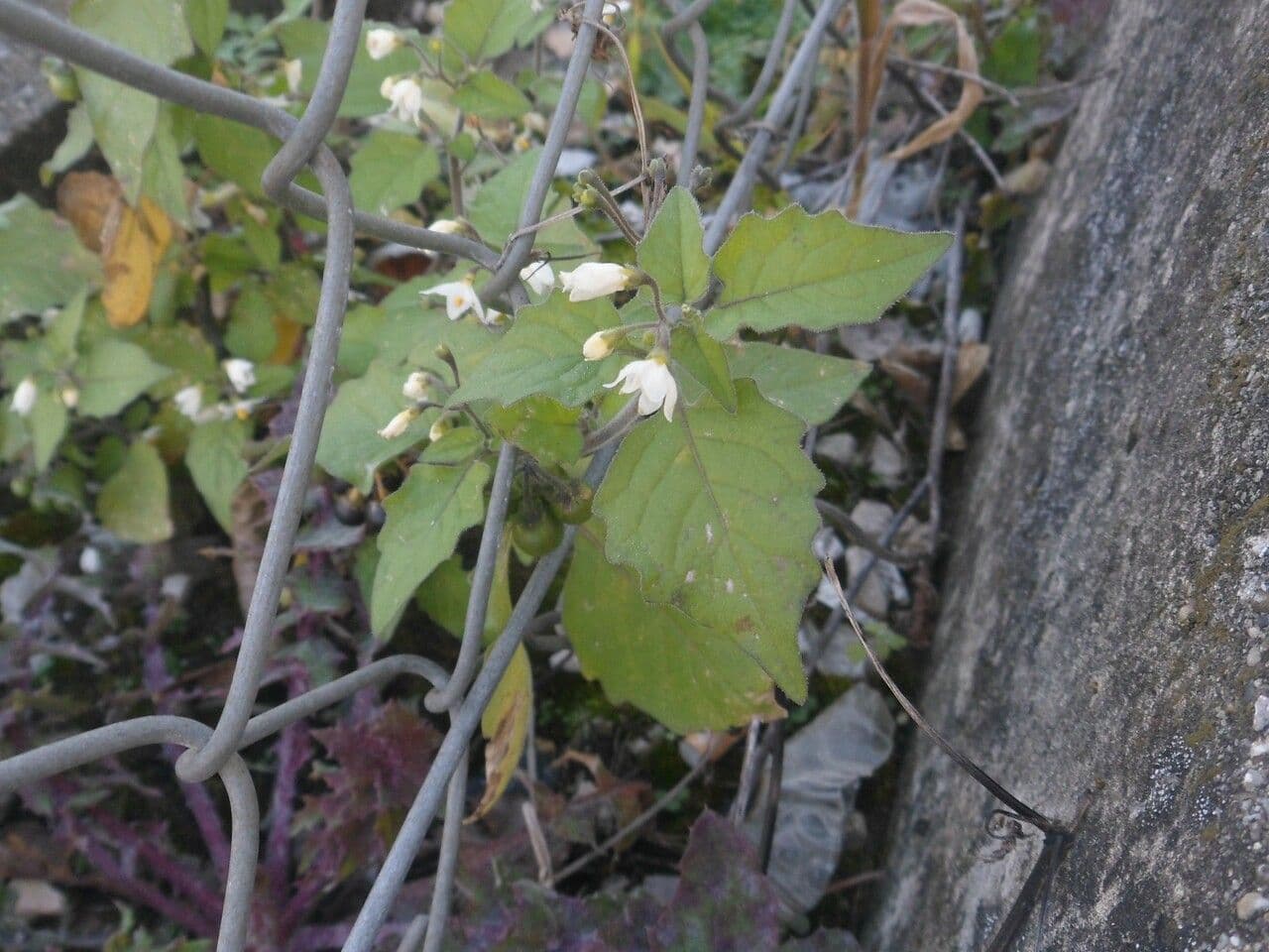 Solanum nigrum