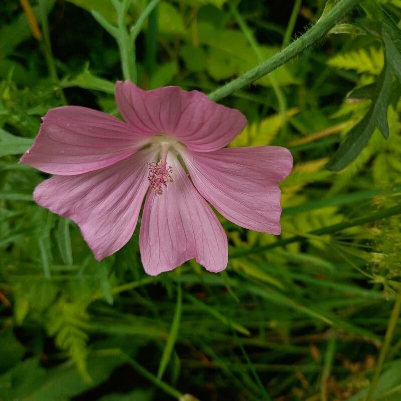 Malva moschata