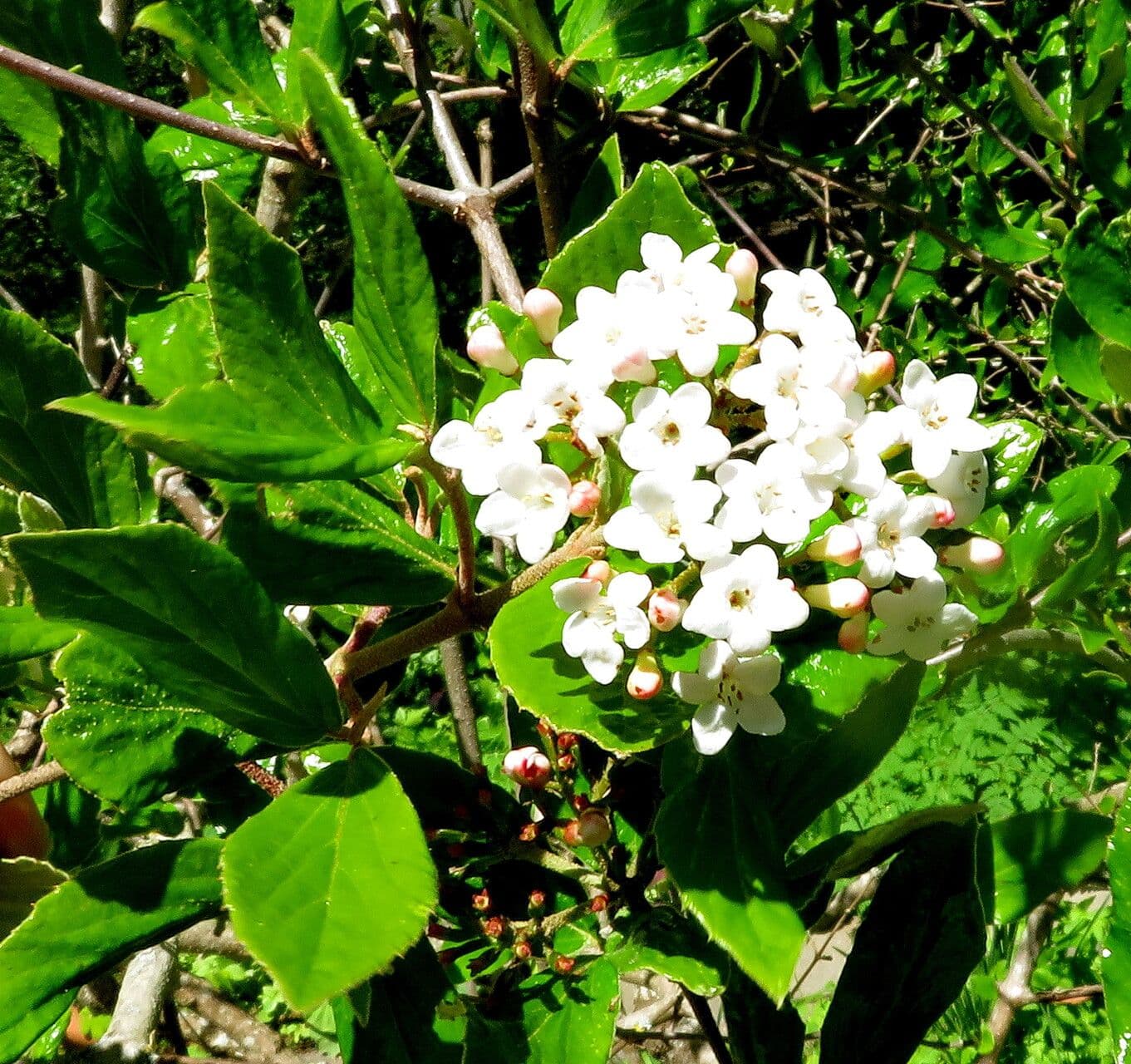 Viburnum carlesii