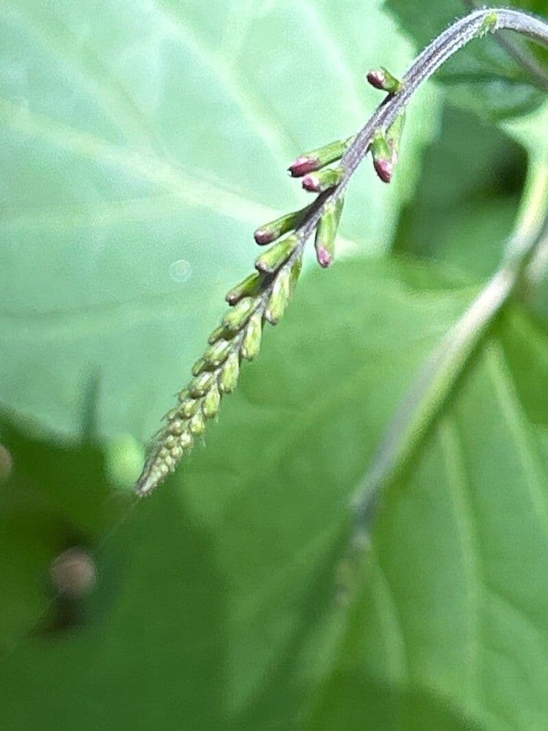 Phryma leptostachya