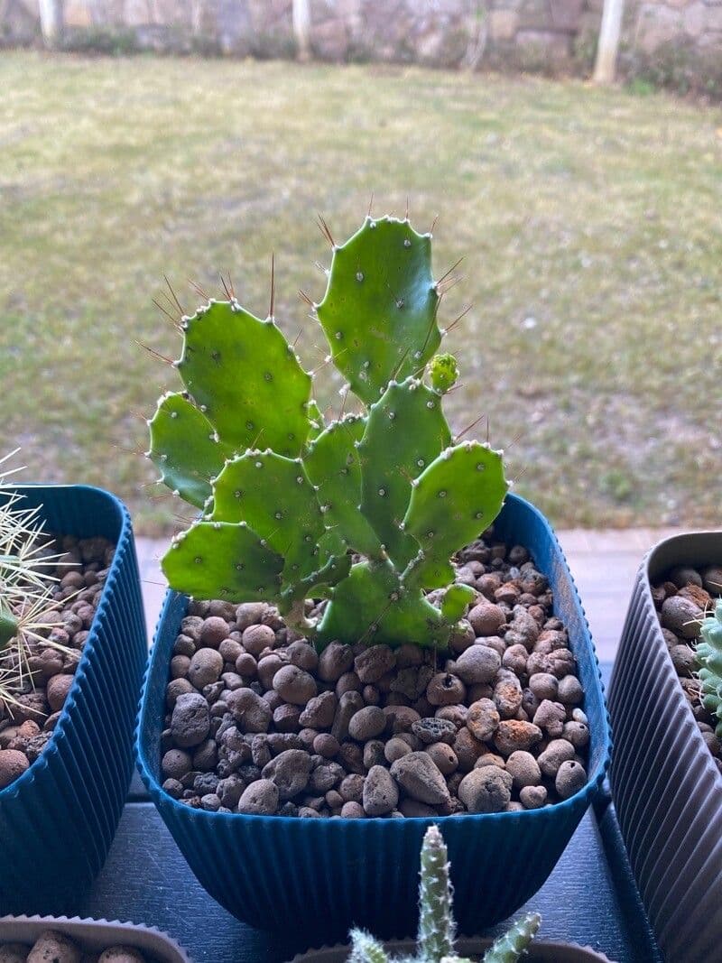 Brasiliopuntia brasiliensis