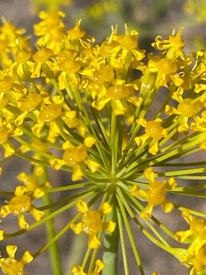 Thapsia villosa