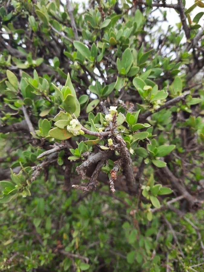 Pyrostria phyllanthoidea