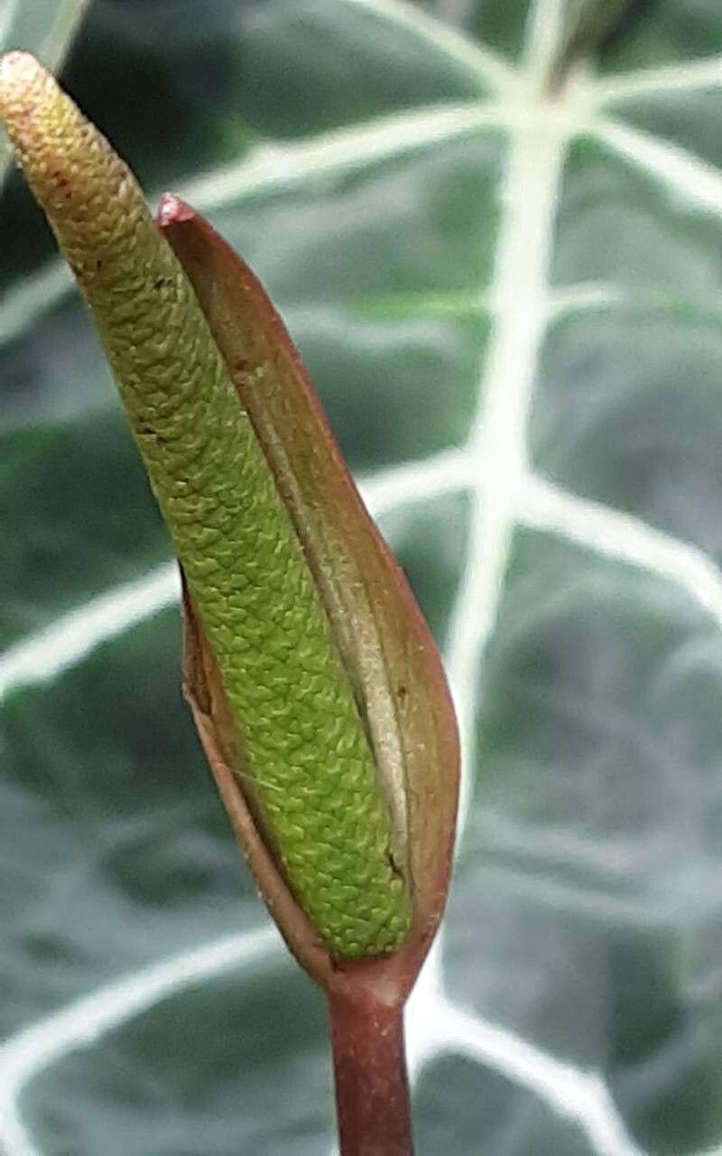 Anthurium crystallinum