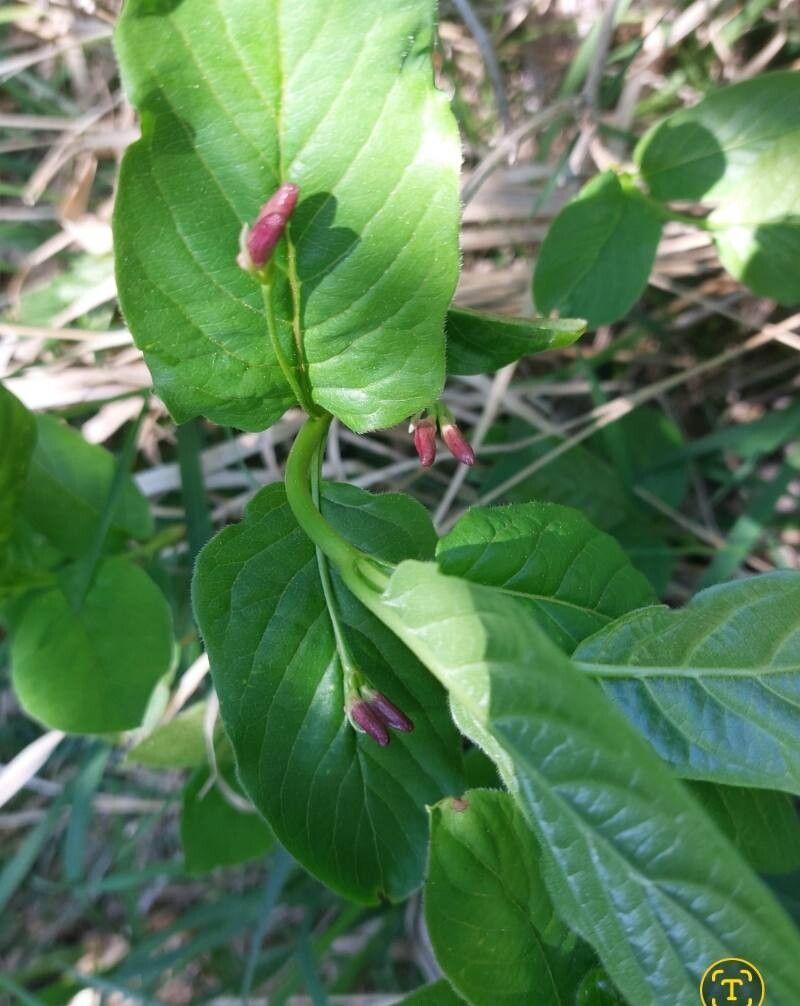 Lonicera alpigena