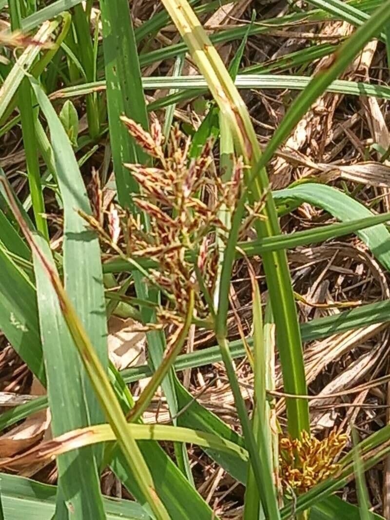 Cyperus longus