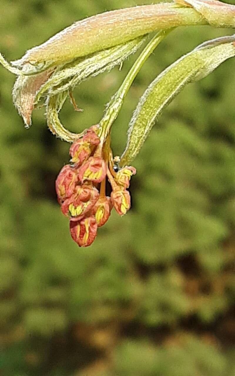 Acer palmatum