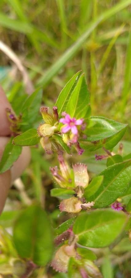 Cuphea elliptica