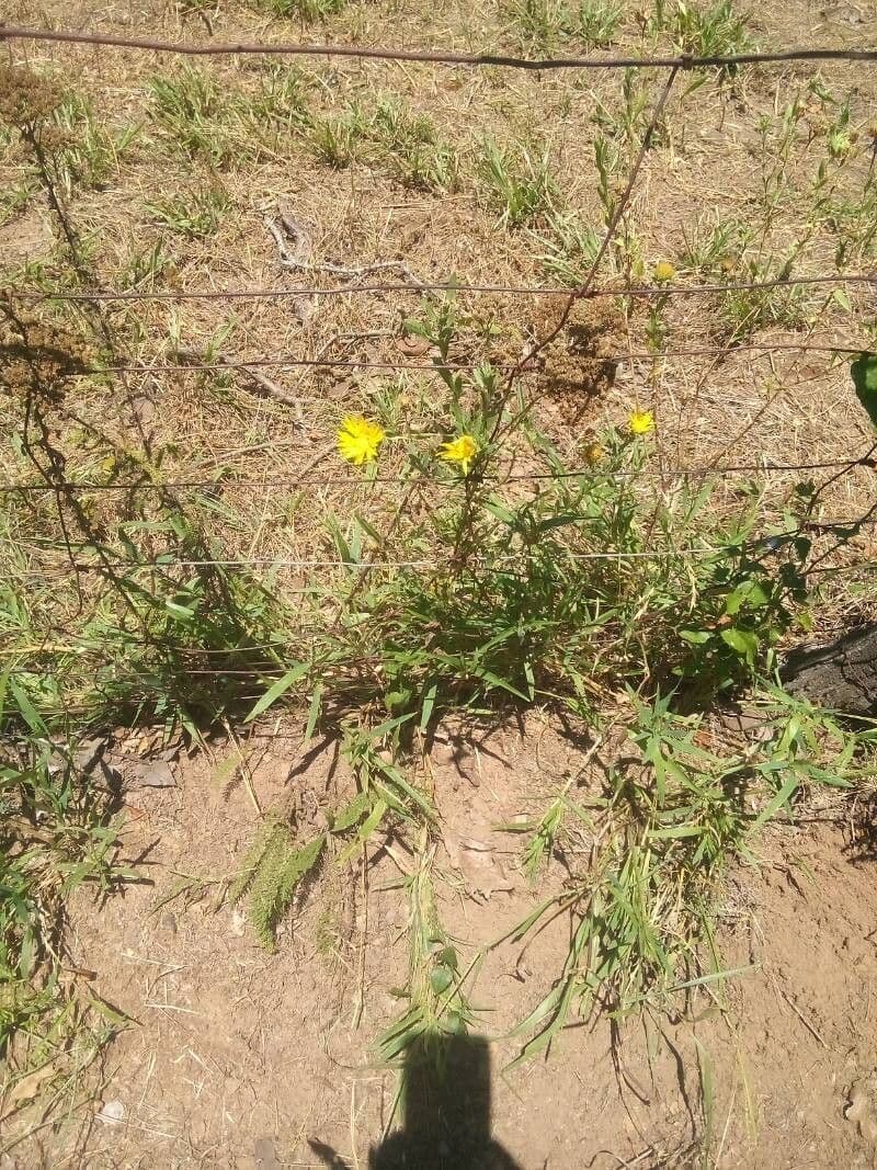 Xanthisma texanum