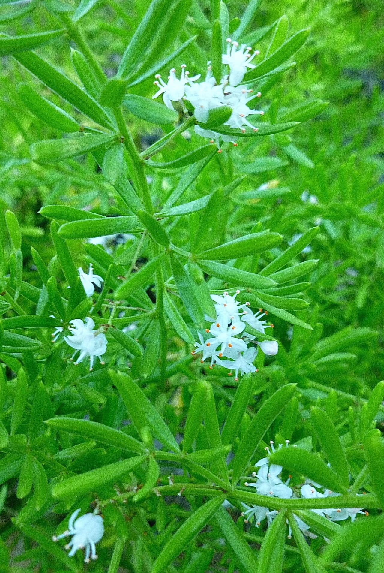 Asparagus aethiopicus