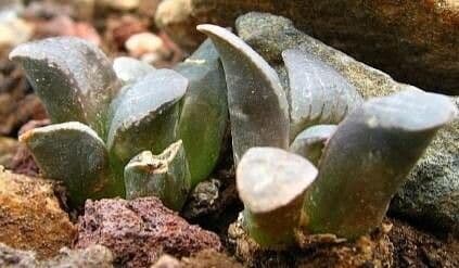 Haworthia pygmaea