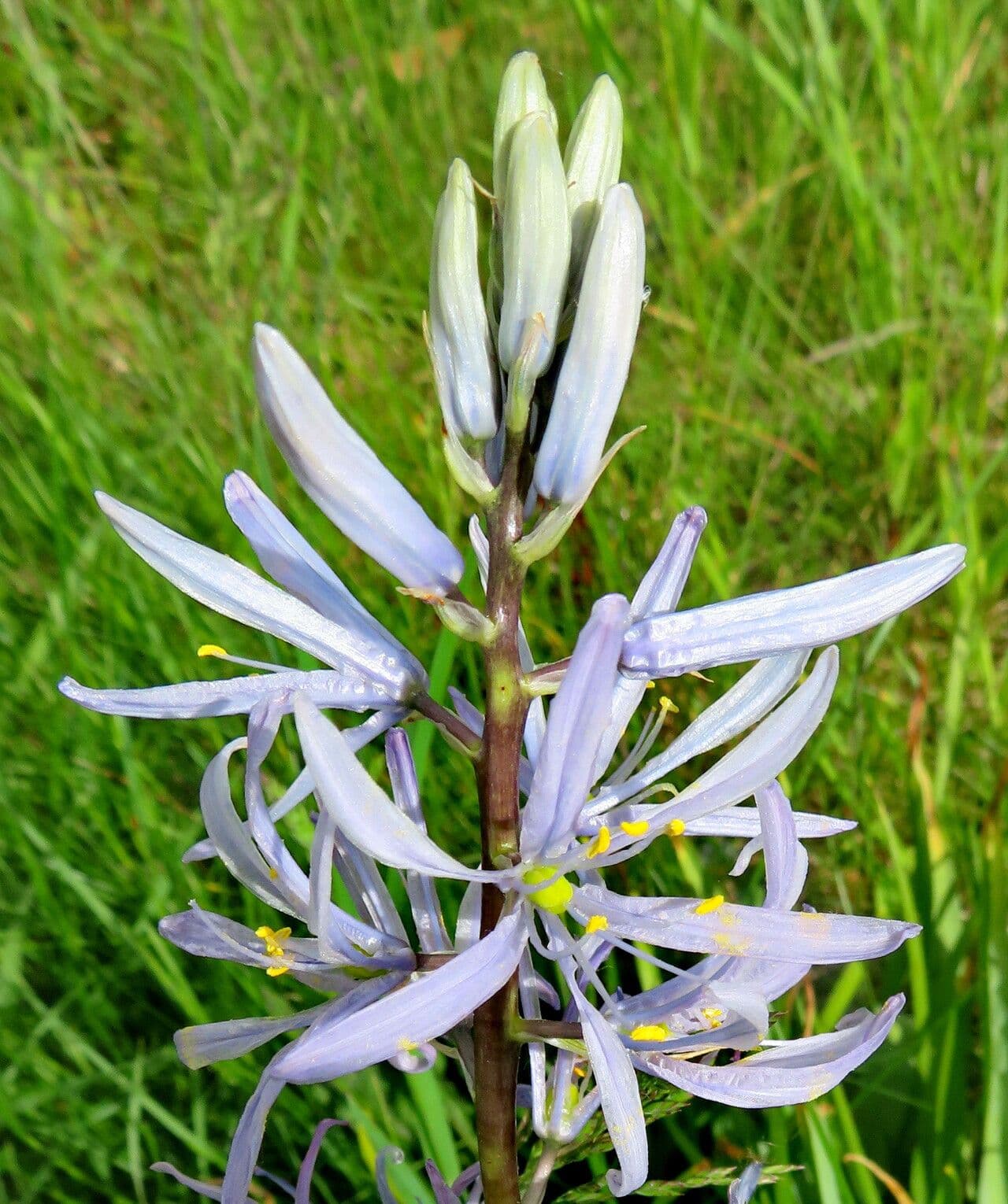 Camassia cusickii