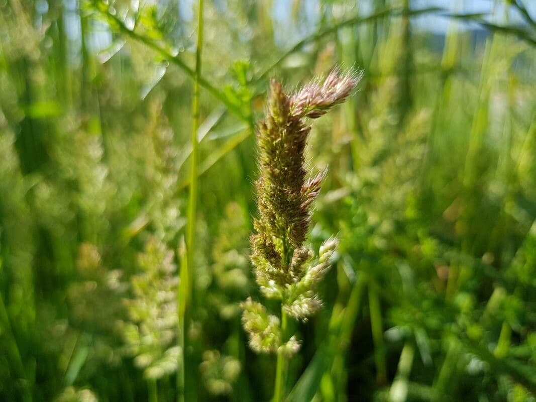 Polypogon viridis