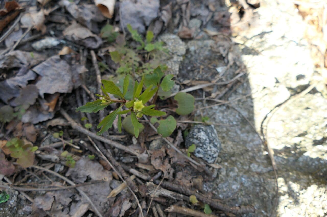 Ranunculus abortivus