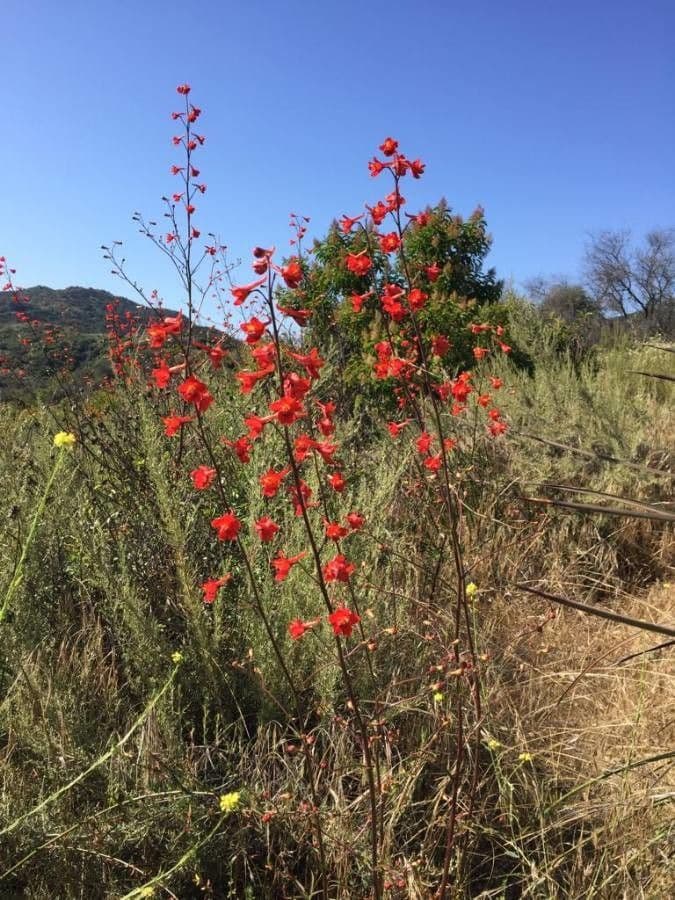 Delphinium cardinale