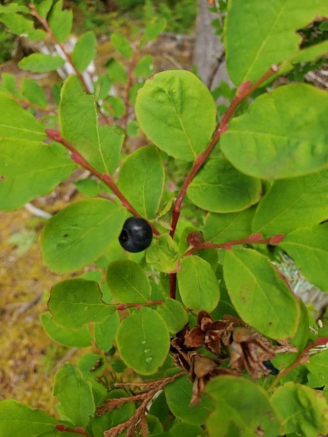 Vaccinium membranaceum