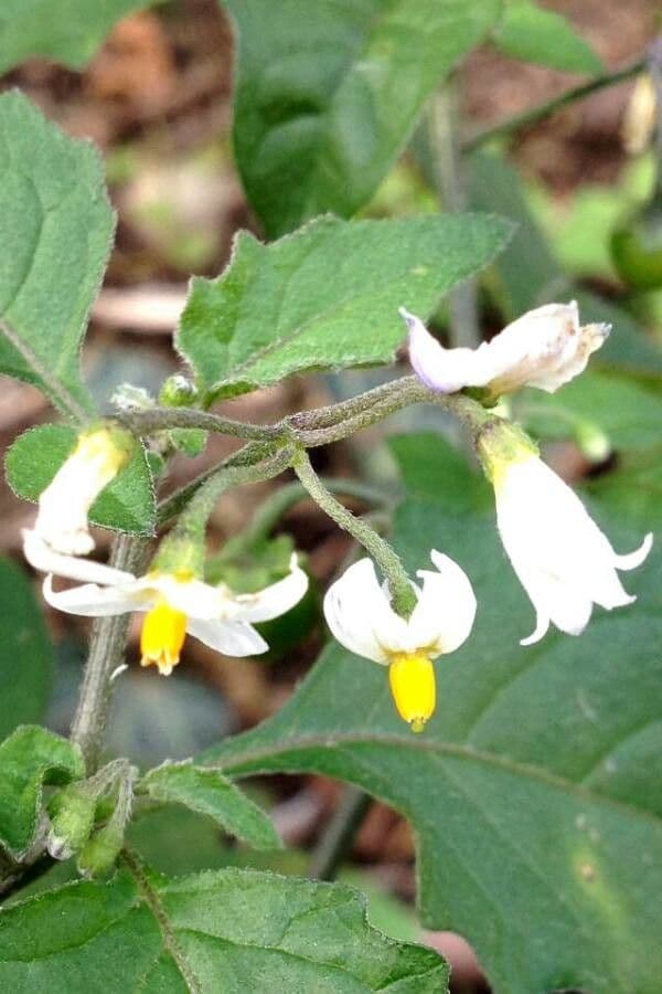 Solanum americanum