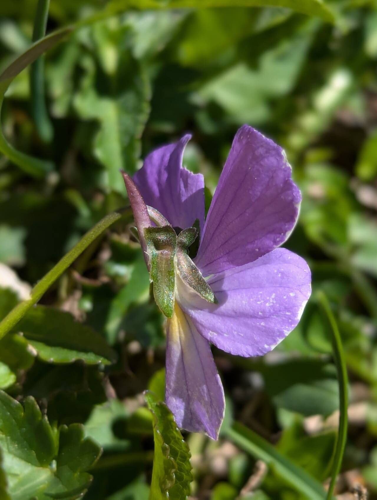 Viola calcarata