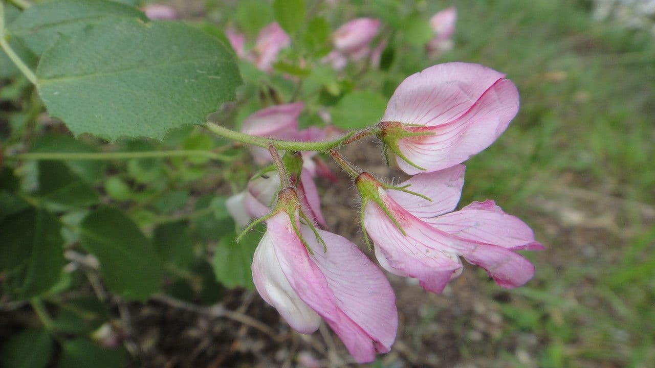 Ononis rotundifolia