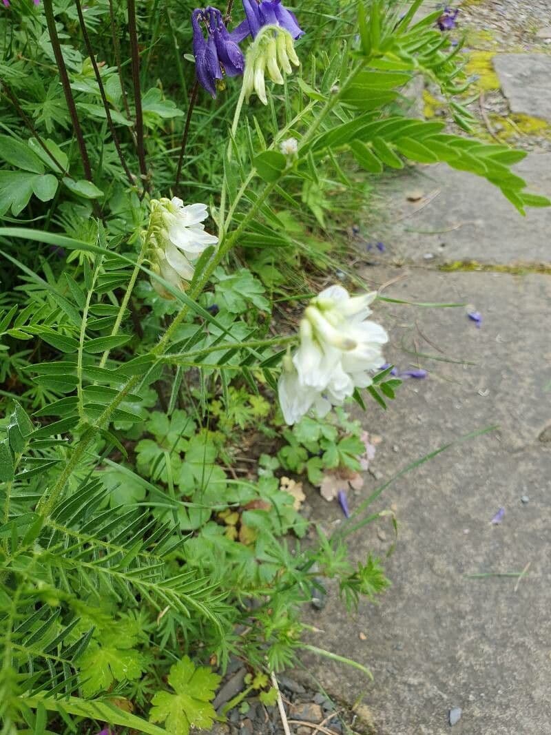 Vicia orobus