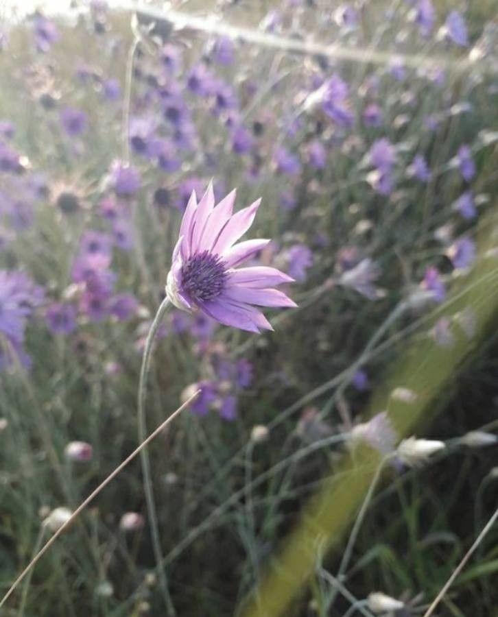 Xeranthemum annuum