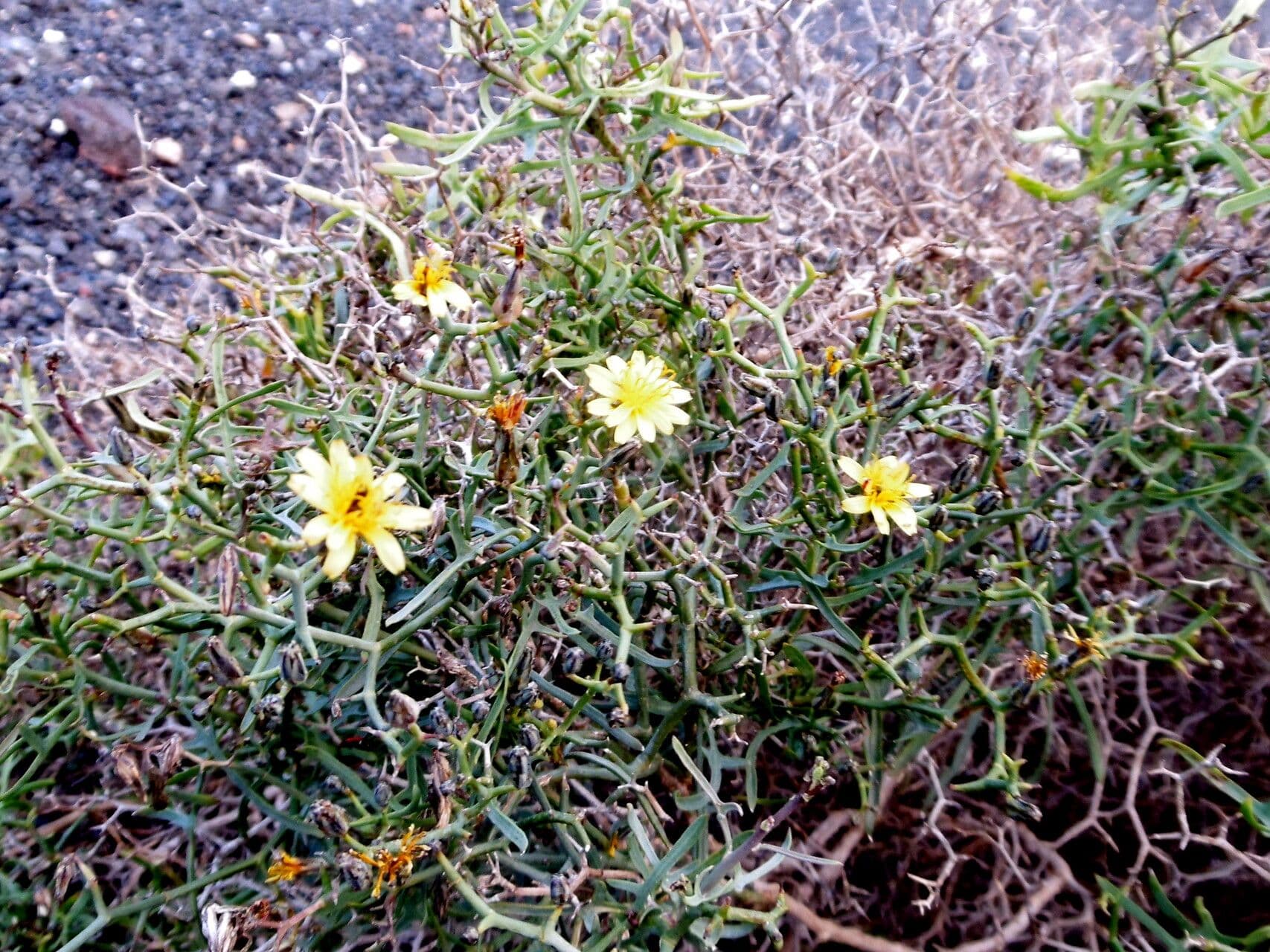 Launaea arborescens