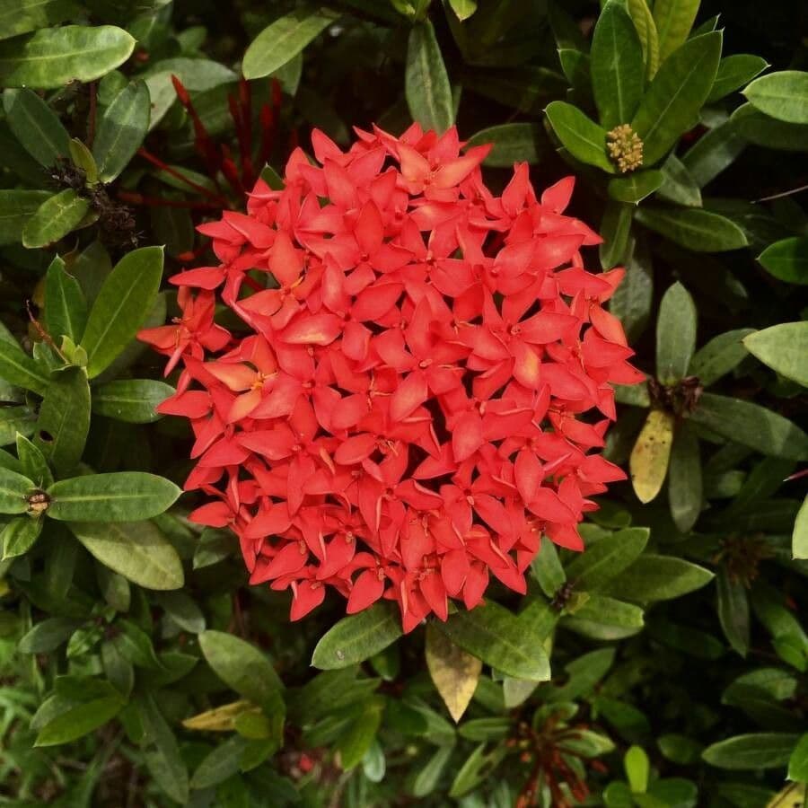 Ixora coccinea