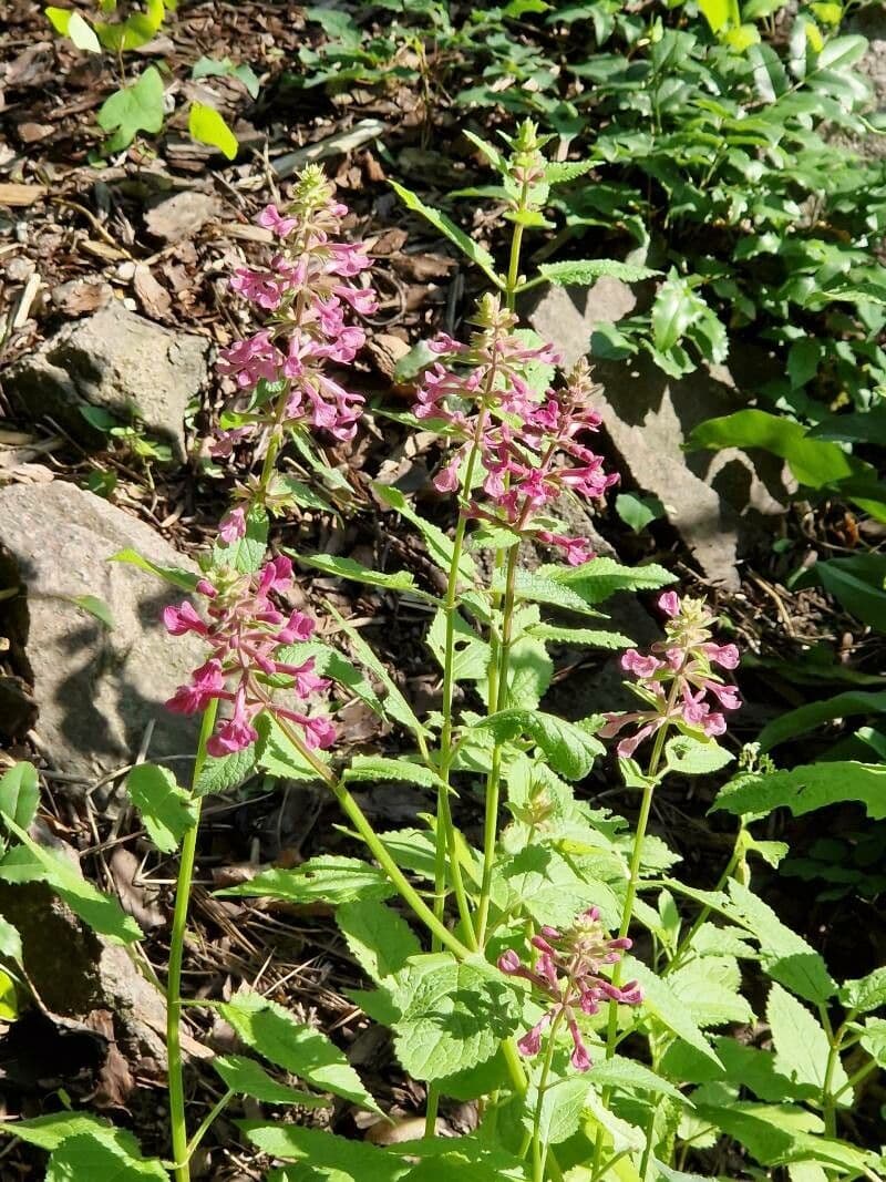 Stachys chamissonis