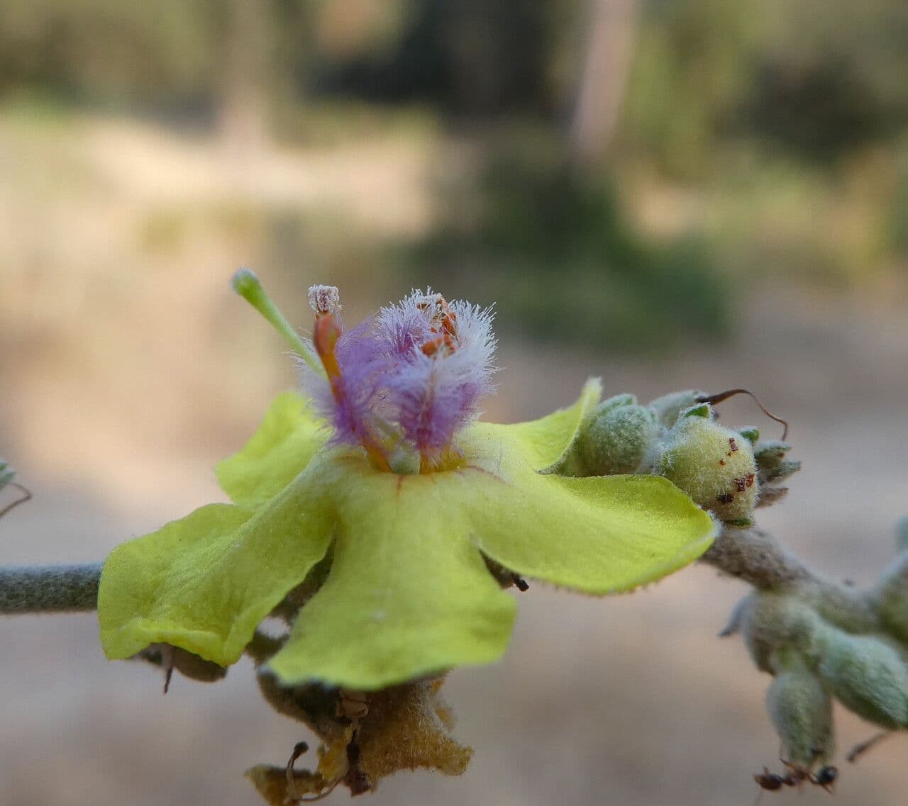 Verbascum sinuatum